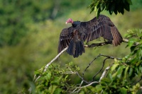 Kondor krocanovity - Cathartes aura - Turkey Vulture o2388
